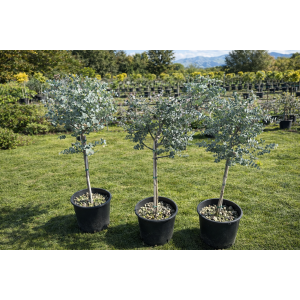 Eukalyptus (Eucalyptus) ´GUNNII´ - výška 60-80 cm, kont. C7L - NA KMIENKU (-13°C)